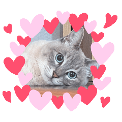 Lemon_20251118062440