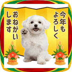 マルチーズ 年末年始 正月