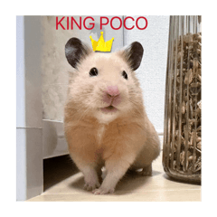 Popomaron_20251119115421