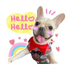 Happy dog French Bulldog