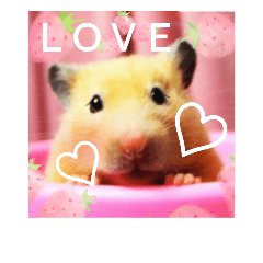 Hamster momo girlfriend wife