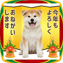 秋田犬 年末年始 お正月