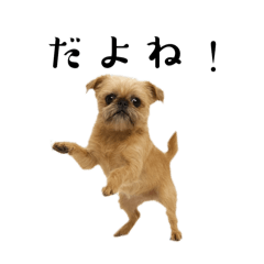 Brussels Griffon LINE Sticker 003