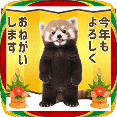 レッサーパンダの赤ちゃん 年末年始 お正月