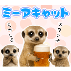 ミーアキャットの日常。