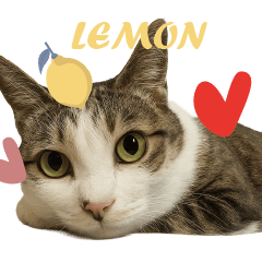 manzi's lemon cat