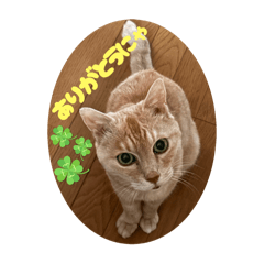 chiko_20251119122110