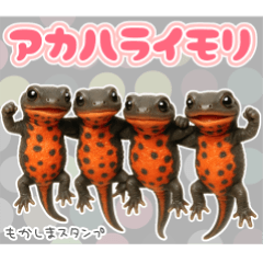 アカハライモリの日常