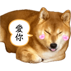 霸道總柴一家の日常 part1