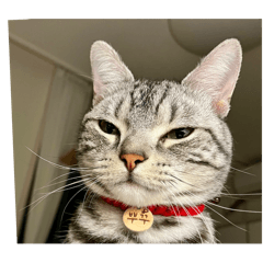 puku(american shorthair)