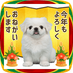 ペキニーズの子犬　年末年始　お正月
