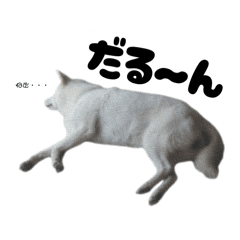 Doggy Daily Happiness