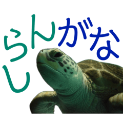 hachi_20251118170834