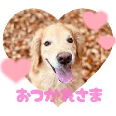 chrysanthemum_2025111918123