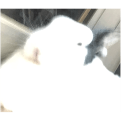 發光☆キラキラOREO