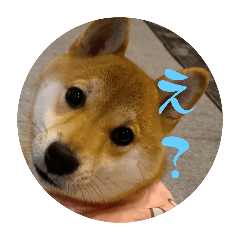 matsu_20251119183054