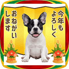 フレンチブルドッグ 年末年始　お正月