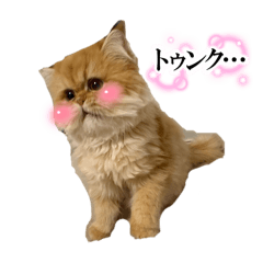 kokkochan_20251119214333