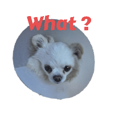 Natchy Natcha_20251119150406