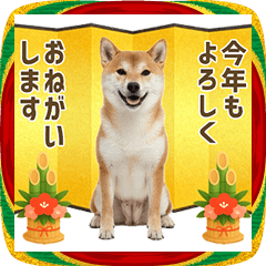 柴犬 年末年始 お正月