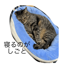 haruna_20251119173035