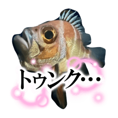 Sakura_20251119144959