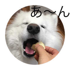 yuzu YUZO yuzu