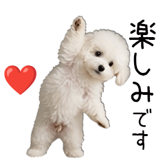 動く！プードル