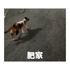 嗨嗨我是小妃妃