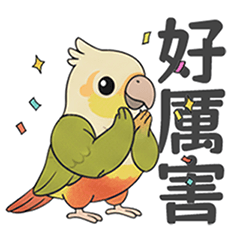 Niuniu_is_parrot