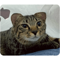 臭答～大頭～灰炭