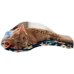 cats y&r