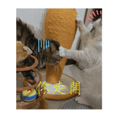 白米粉絲請靠過來