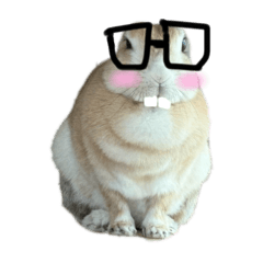 flower_20251120140807