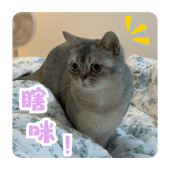 灰哥2