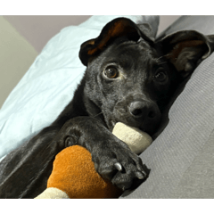 醜八怪外星寶寶