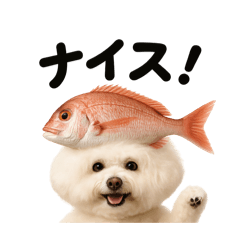 Bichon Saltwater Fish-Ze