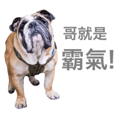 English Bulldog - Muscle