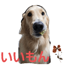 magumaguo_20251121125626