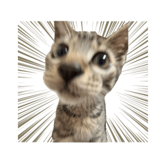 Yuchi_20251120205027