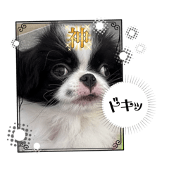 おちびさま狆の嵯峨❤️