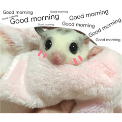Sugar Sugar Gliders