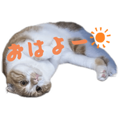 A cat named Monaka-chan