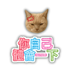 ブチギレ猫の日常崩壊