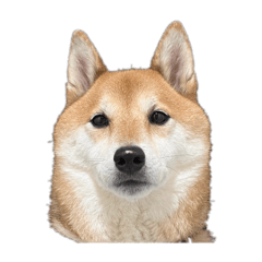 hachi_20251121173610