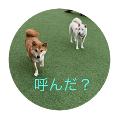 LEO & SHALA_20251121184436