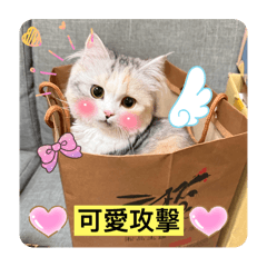 龍寶寶是隻小貓