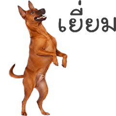 Thai Ridgeback dog #1