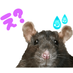 momonga_20251121134714