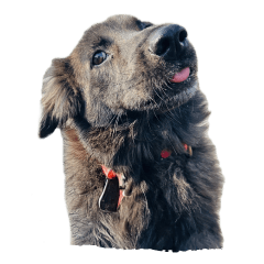 小黑和她的朋友們4